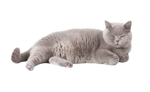Cat sleeping Stock Photos