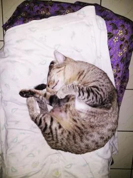 Cat sleeping Foto stock
