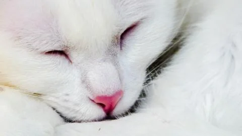 Cat sleeping Stock Photos