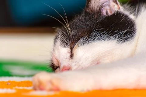 The cat is sleeping Stock Photos