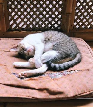 Cat Sleeping Foto stock