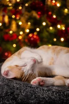 Cat sleeping Stock Photos