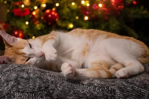 Cat sleeping Stock Photos