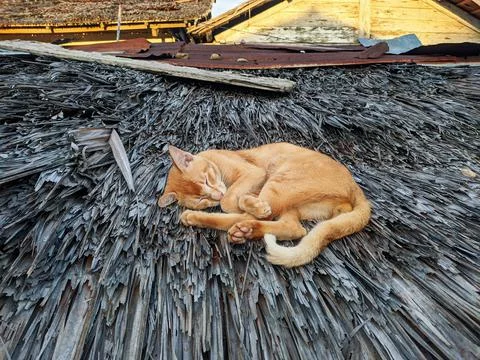 Cat sleeping Stock-Fotos