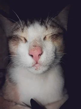 Cat sleeping Stock Photos