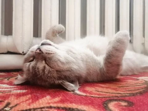 Cat sleeping Stockfoto's