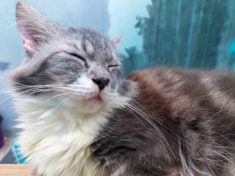 Cat sleeping Stock Photos