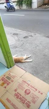 Cat sleeping Foto stock