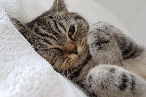 Cat sleeping  Stock Photos