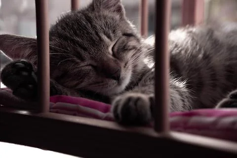 Cat Sleeping , Stock Photos