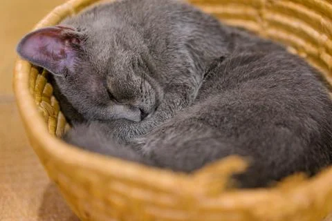 Cat sleeping Stock Photos