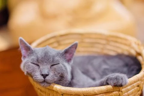 Cat sleeping Stock Photos