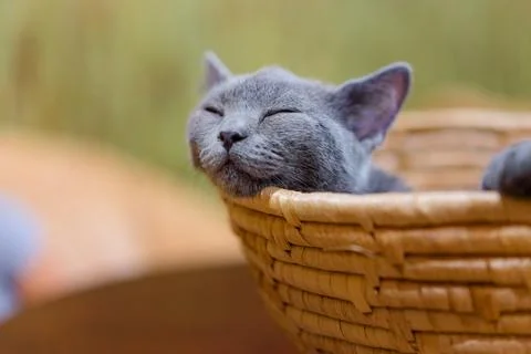 Cat sleeping Stock Photos