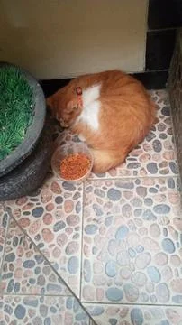 The cat is sleeping Stock Photos