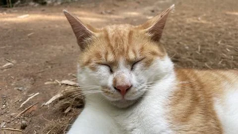 Cat is sleeping Stock Photos