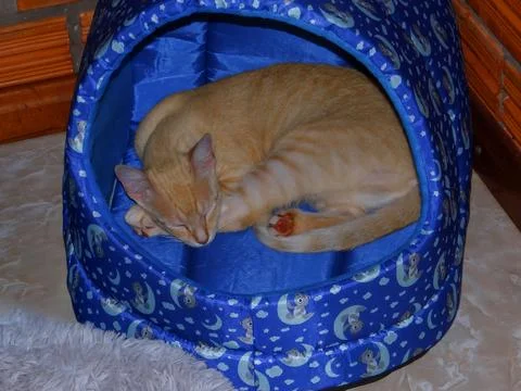 Cat Sleeping. 스톡 사진