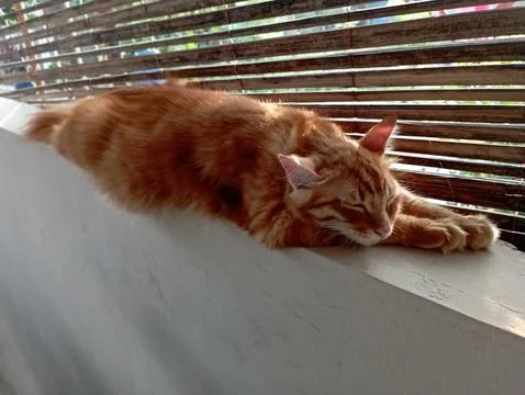 A Cat sleeping Foto stock