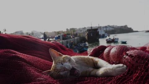 Cat sleeping in a port Stock Footage