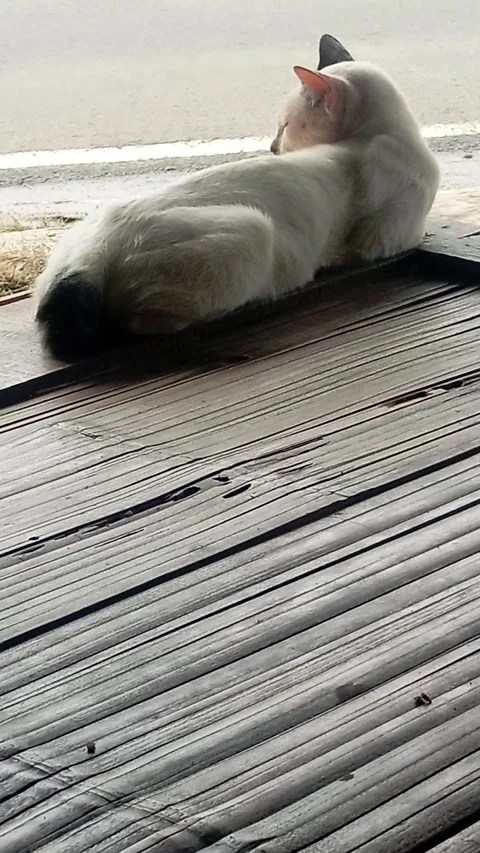 A cat sleeping on the pulpit Video stock 234092270