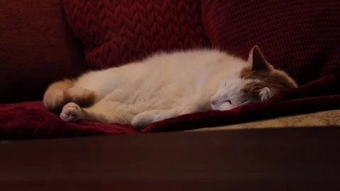 Cat Sleeping On Red Pillows Stock Footage 169974381