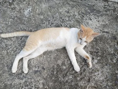 Cat sleeping on the road Stock Photos