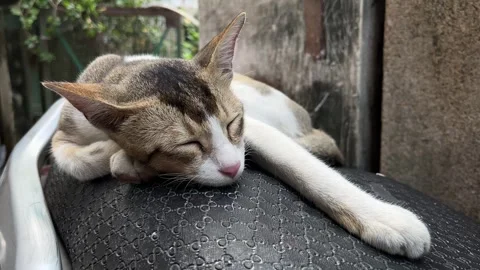 The cat is sleeping on the seat. Stock Footage 291070535