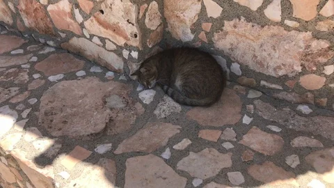 Cat Sleeping in the Shadow Stock Footage 92950934