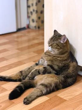 Cat sleeping sitting in a human position. Vertical photo. Stock Photos
