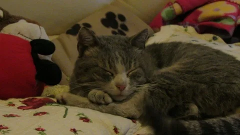 Cat sleeping on a sofa Stock Footage 97918399