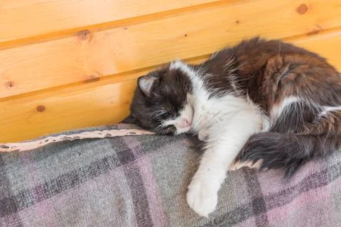 Cat sleeping on a sofa Stock Photos