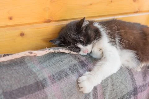 Cat sleeping on a sofa Stock Photos