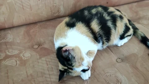 Cat sleeping on sofa today 動画素材 158627189