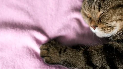 Cat sleeping on a soft blanket. There is space for text. Stock Photos