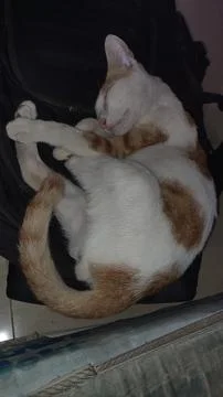 Cat is sleeping soundly Stock Photos