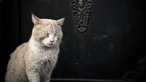 Cat sleeping standing Stock Photos