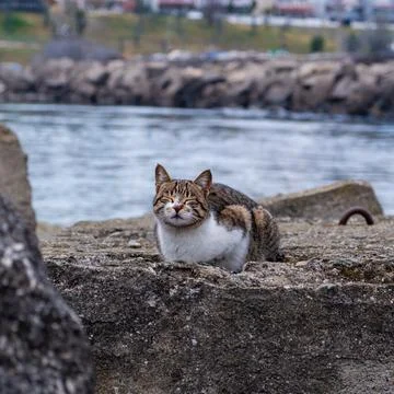 Cat sleeping on the stone 写真素材