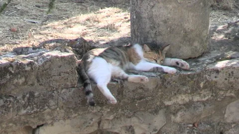 Cat sleeping in the sun on a stone wall Stock Footage 287357581