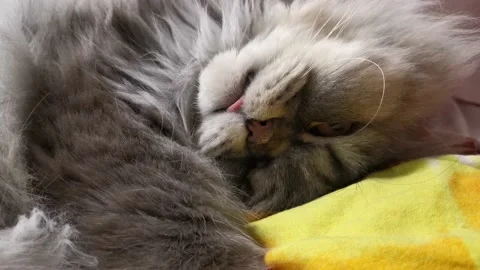 The cat is sleeping sweetly on the bed Stock-Footage 145650899