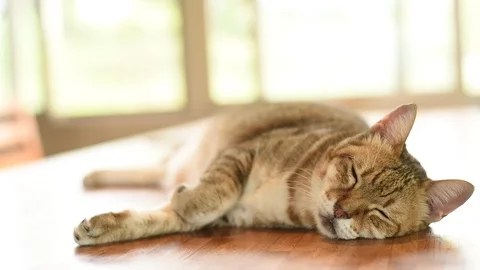 Cat sleeping on table Stock Footage 97099520