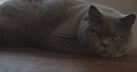 Cat Sleeping Table Stock Footage 126670582