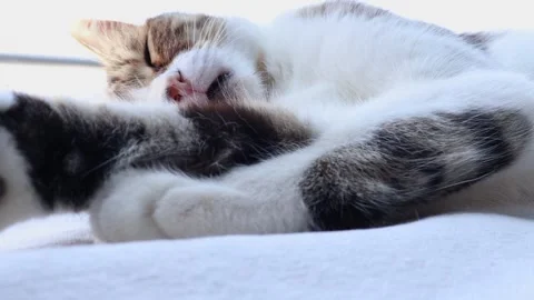 Cat Sleeping on the Table Stock Footage 265900887