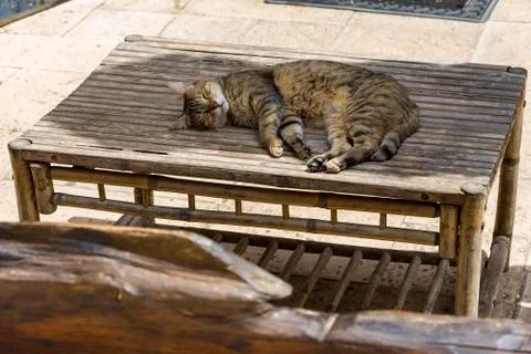Cat sleeping on the table in the garden Stock Photos