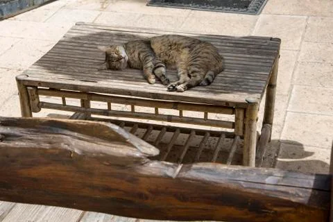 Cat sleeping on the table in the garden Stock Photos