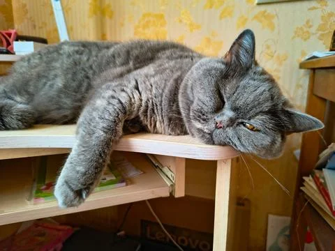 Cat sleeping on the table. gray british cat sleeping on the table. lazy cat.. Stock Photos