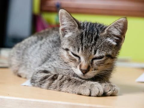 Cat sleeping on a table Stock Photos