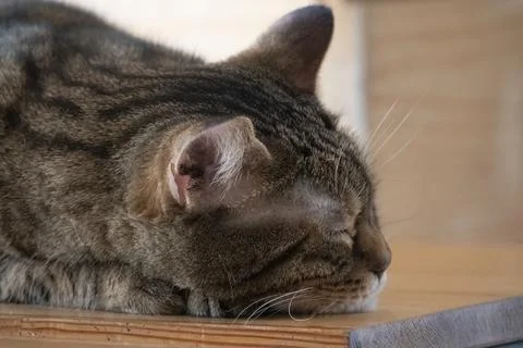 Cat sleeping on the table. 스톡 사진