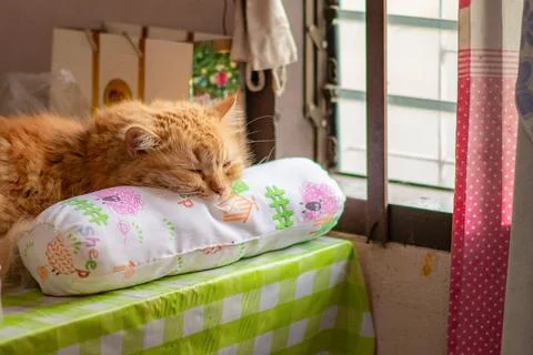 A cat sleeping on the table Stock Photos