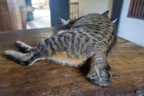 Cat is sleeping on a table Stock Photos