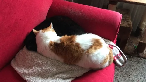 Cat sleeping together Stock Footage 126423127