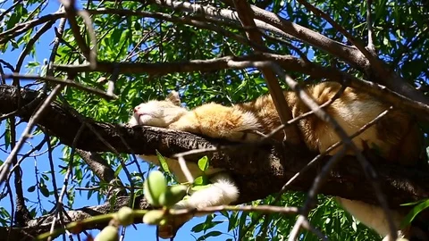 Cat sleeping on the tree Stock Footage 93398990